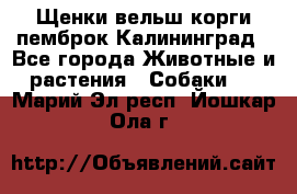 Щенки вельш корги пемброк Калининград - Все города Животные и растения » Собаки   . Марий Эл респ.,Йошкар-Ола г.